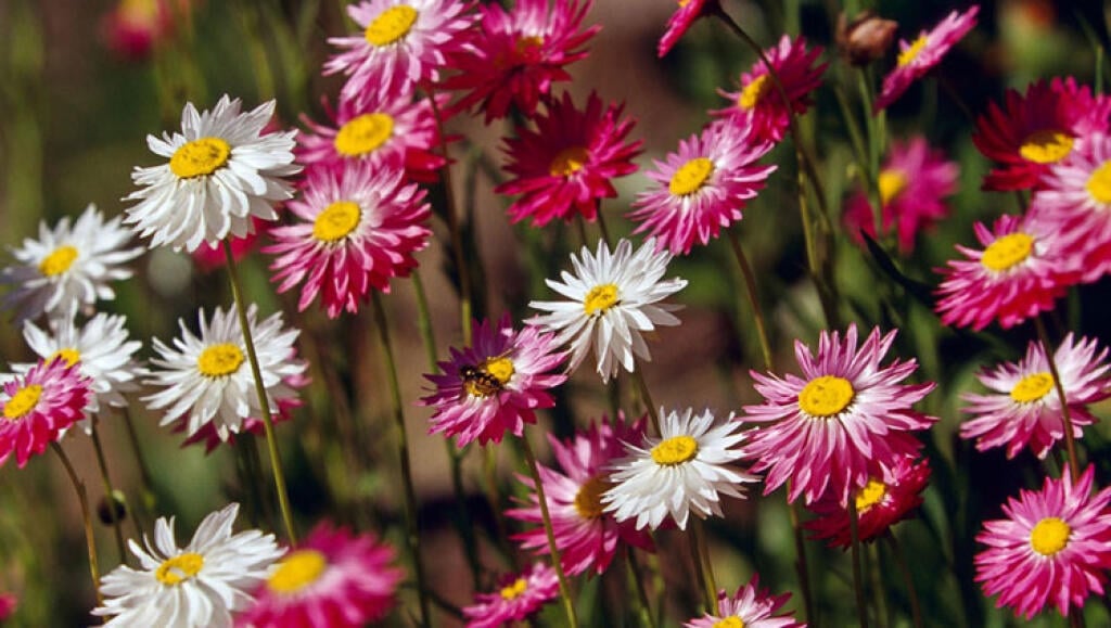 Slamihovka ružová (Helipterum roseum)