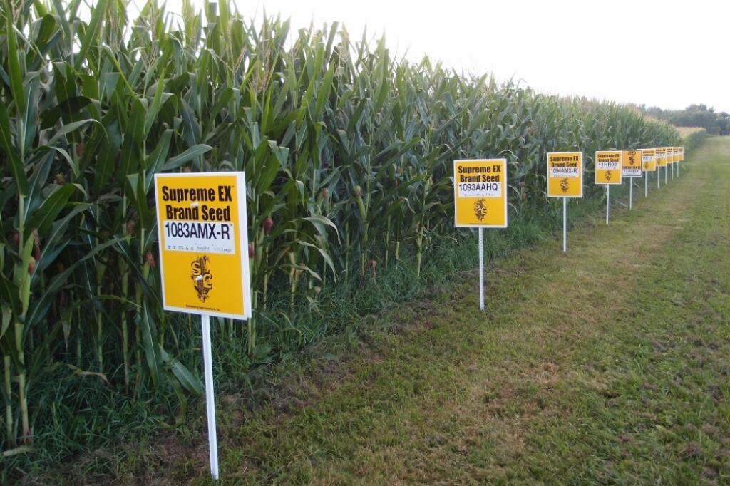 Monsanto a spol. dostali zelenú na dovoz ďalších GMO plodín
