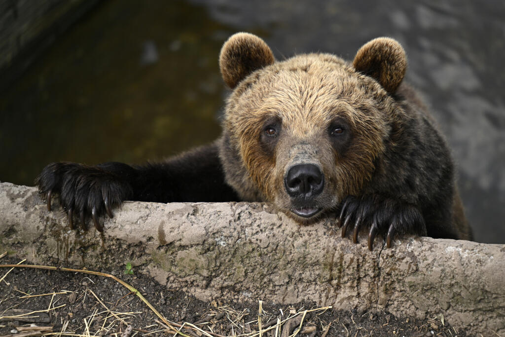 Na snímke medveď hnedý sa pozerá z vodnej priekopy v Národnej zoologickej záhrade Bojnice. Medvede z Národnej zoologickej záhrady Bojnice v týchto dňoch testovali odolnosť špeciálneho krytu na kontajnery na plast a plechovky. Kryty plánujú umiestniť v národných parkoch a zabrániť, aby tam voľne žijúce jedince chodili rozhrabávať odpad. Bojnice, 4. júla 2023. FOTO TASR - Radovan Stoklasa