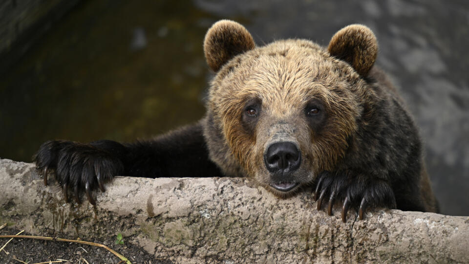 Na snímke medveď hnedý sa pozerá z vodnej priekopy v Národnej zoologickej záhrade Bojnice. Medvede z Národnej zoologickej záhrady Bojnice v týchto dňoch testovali odolnosť špeciálneho krytu na kontajnery na plast a plechovky. Kryty plánujú umiestniť v národných parkoch a zabrániť, aby tam voľne žijúce jedince chodili rozhrabávať odpad. Bojnice, 4. júla 2023. FOTO TASR - Radovan Stoklasa