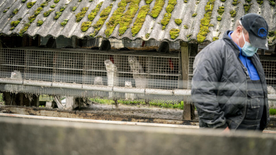 KK8 Gjoel - Chovateľ noriek Thorbjoern Jepse kráča na svojej farme 9. októbra 2020 v dánskom meste Gjoel. Dánski veterinári a farmári začali v pondelok s likvidáciou najmenej 2,5 milióna noriek na severe krajin po tom, čo sa zistilo nakazenie noriek novým koronavírusom na najmenej 63 farmách. FOTO TASR/AP
Mink breeder Thorbjoern Jepsen walks by minks in their enclosure, at his mink farm in Gjoel, Denmark, Friday, Oct. 9, 2020. The culling of at least 2.5 million minks in northern Denmark has st