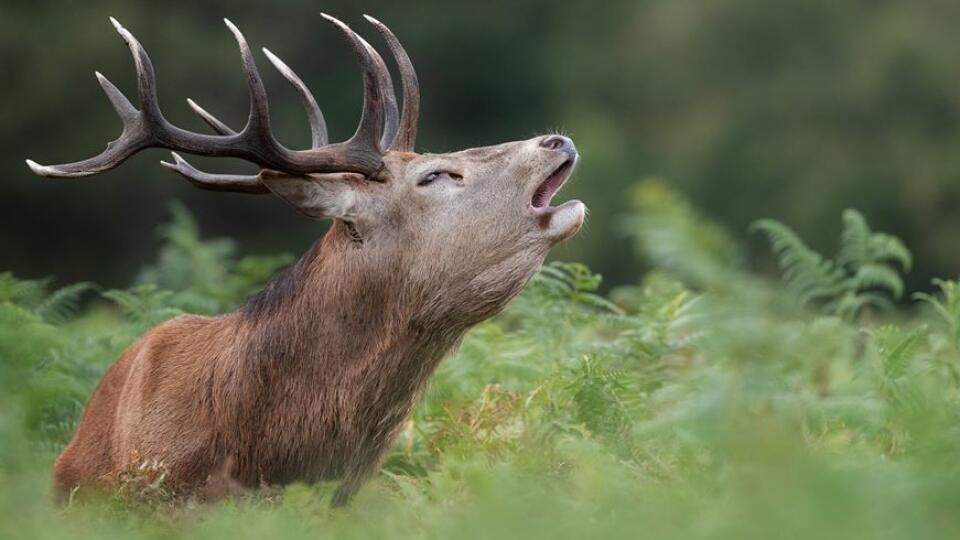 Fotky zvierat od holandského fotografa tešia milovníckov zvieracej ríše po celom svete.