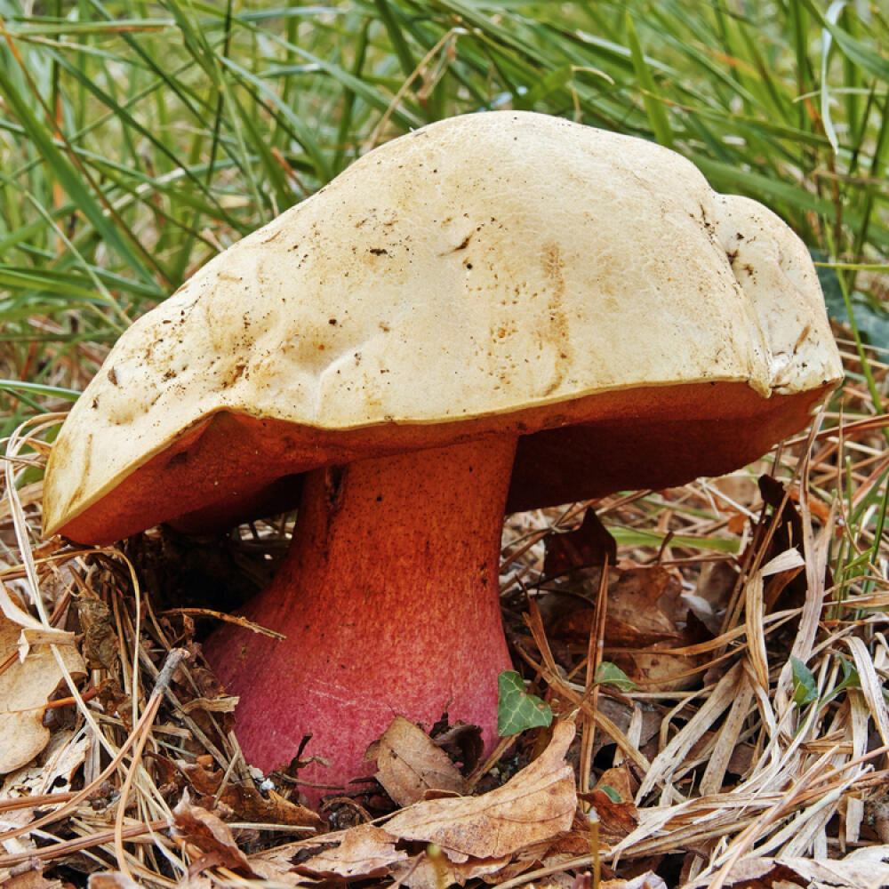 boletus satanas