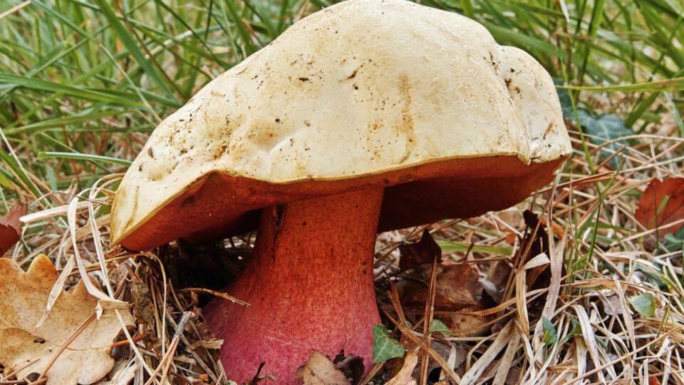 boletus satanas