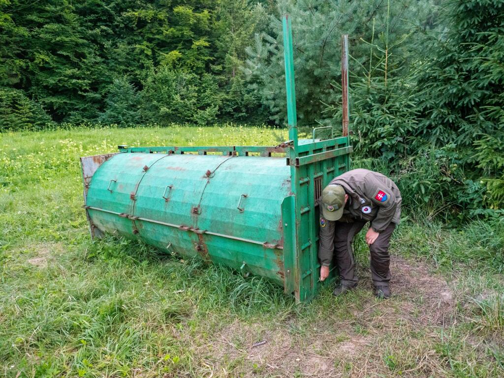 KLIETKA: Lákajú do nej problémové medvede, ktoré chcú skúsiť previezť na inú lokalitu. Medveď sa však väčšinou dokáže vrátiť naspäť.