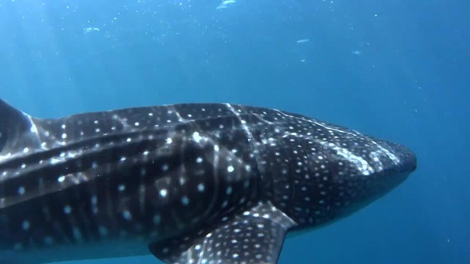 Počuli ste už o freedivingu? Maria je inštruktorkou tohto zaujímavého vodného športu