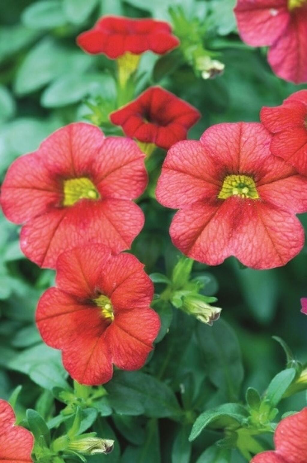 Minipetúnka
(Calibrachoa)