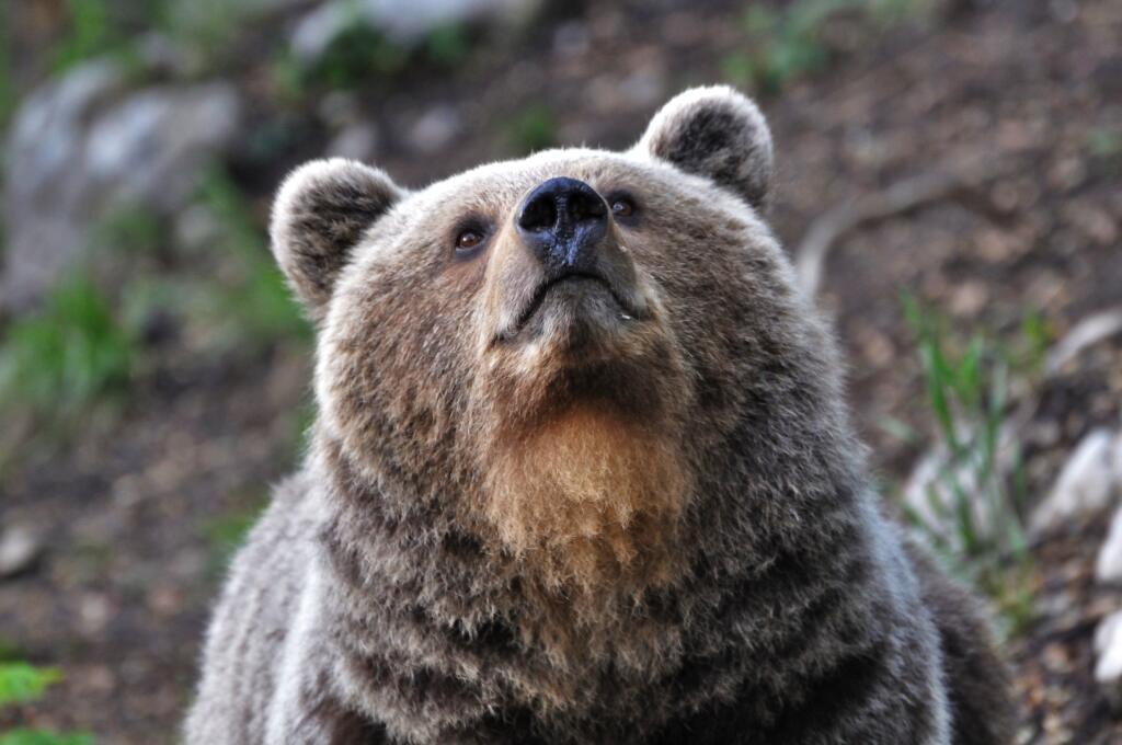 Medveď