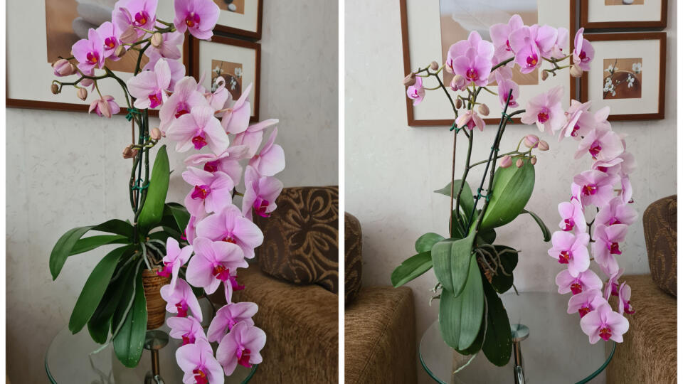 Orchidea mojej maminy so 43 kvetmi.