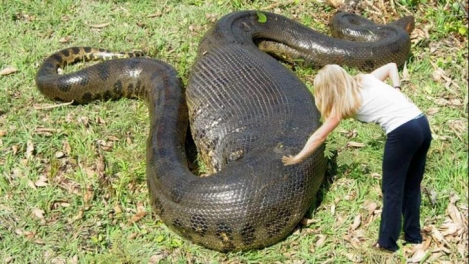Brazílski potápači nasnímali unikátne zviera.