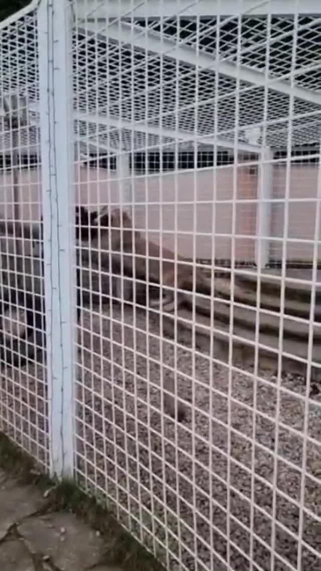 FOTO Poznáme dátum svadby Vémolu a Ceterovej: Pôjde o udalosť roka!