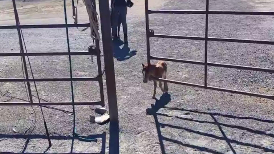 Zoznámte sa s malým Sammmym: Zo všetkého najradšej behá za svojím opatrovateľom.