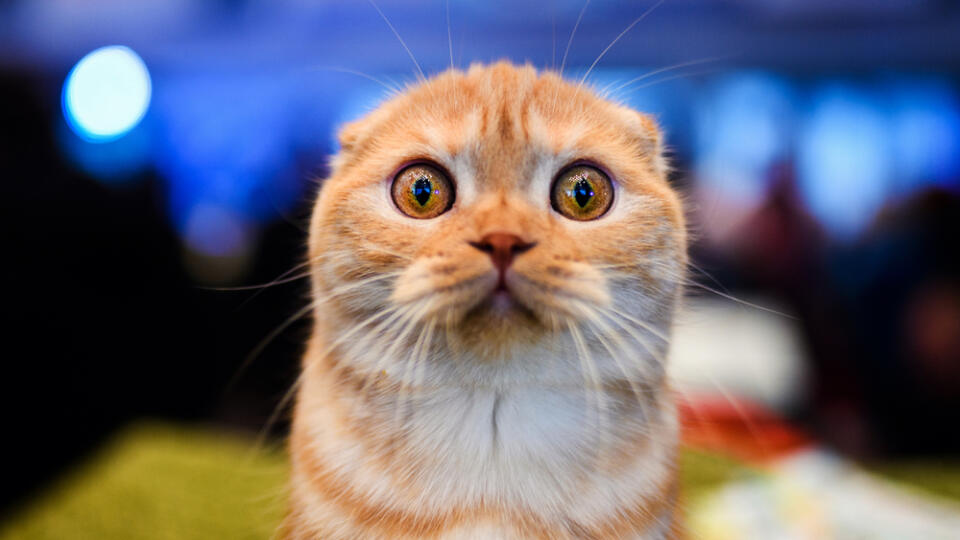 Cute,Shocked,Cat,,Surprised,Emotions.,Scottish,Fold.