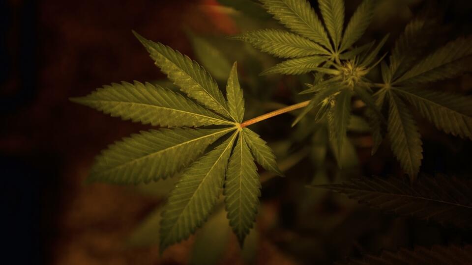 Uruguay Marijuana Shortage