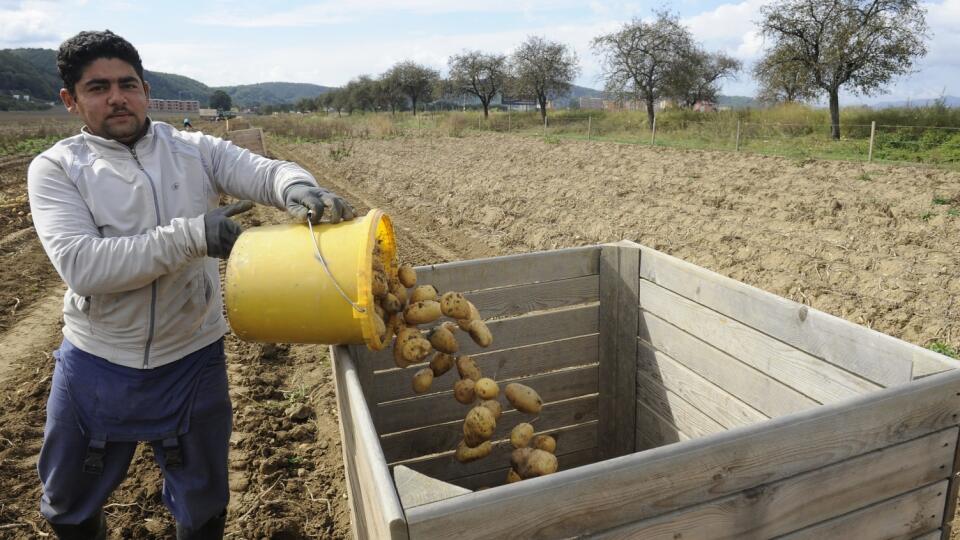 Baktéria je pohromou najmä pre farmárov. Ilustračné foto