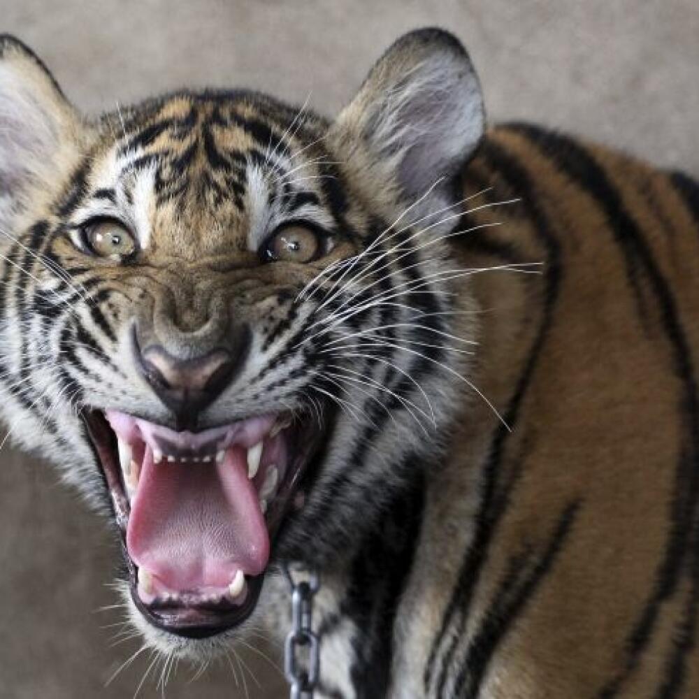 A juvenile tiger roars in a caged compound on the roof top of an apartment building in Pathum Thani province, central Thailand Tuesday, Sept. 11, 2012. A Thai man has been arrested a
