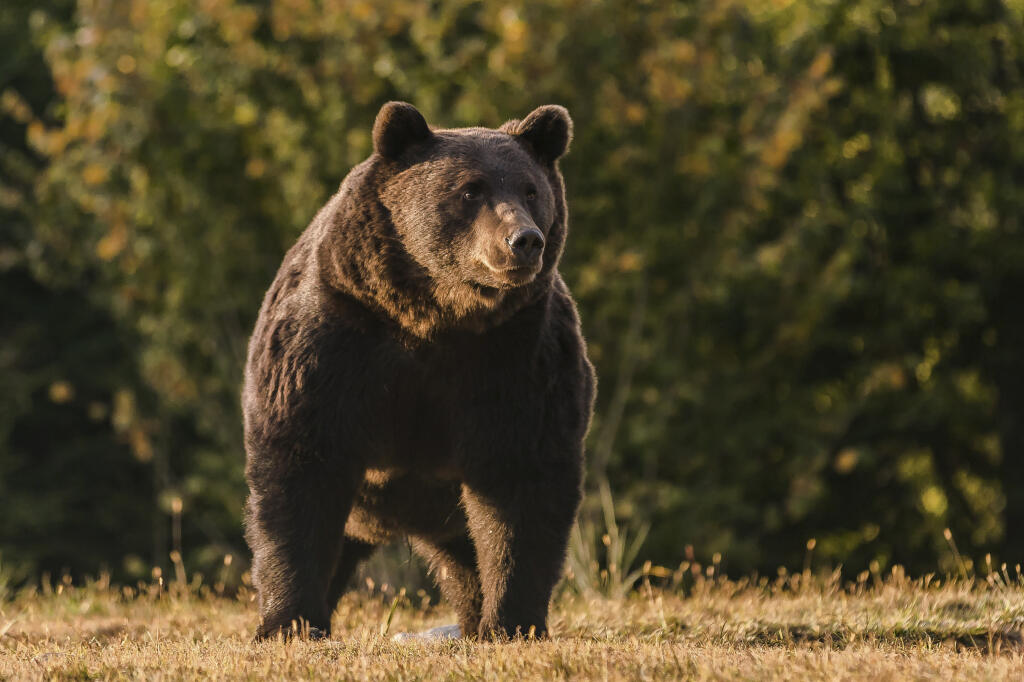 WA 47 archív župa Covasna - Na archívnej snímke rumunského ekologického spolku Agent Green, medveď hnedý, menom Arthur, kráča na území župy Covasna v strednom Rumunsku. Rumunská polícia vyšetruje prípad lichtenštajnského princa, ktorý údajne zastrelil