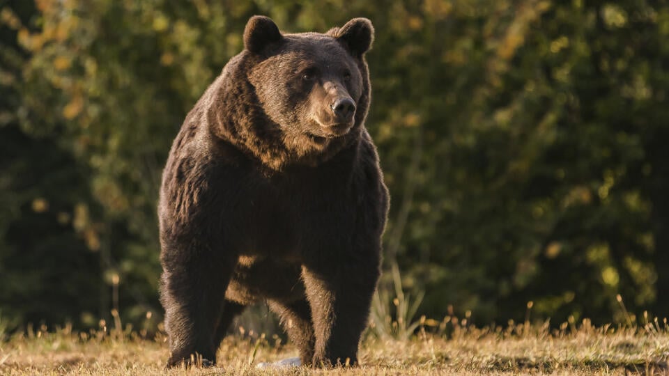 WA 47 archív župa Covasna - Na archívnej snímke rumunského ekologického spolku Agent Green, medveď hnedý, menom Arthur, kráča na území župy Covasna v strednom Rumunsku. Rumunská polícia vyšetruje prípad lichtenštajnského princa, ktorý údajne zastrelil