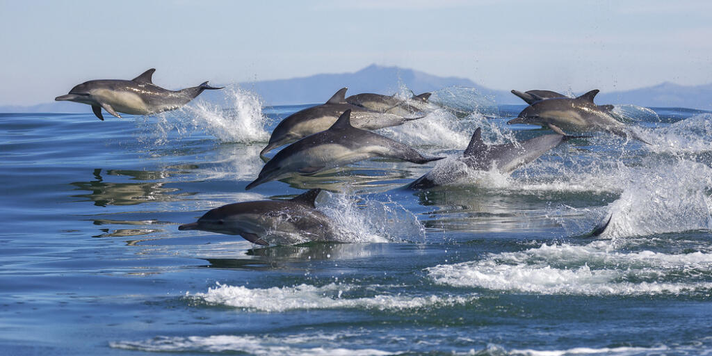 A,Pod,Of,Long-beaked,Common,Dolphins,Leap,Out,Of,The