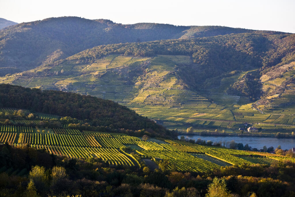 pôvodný súbor:0035 vinohrady a kravy Wachau a ine.jpg