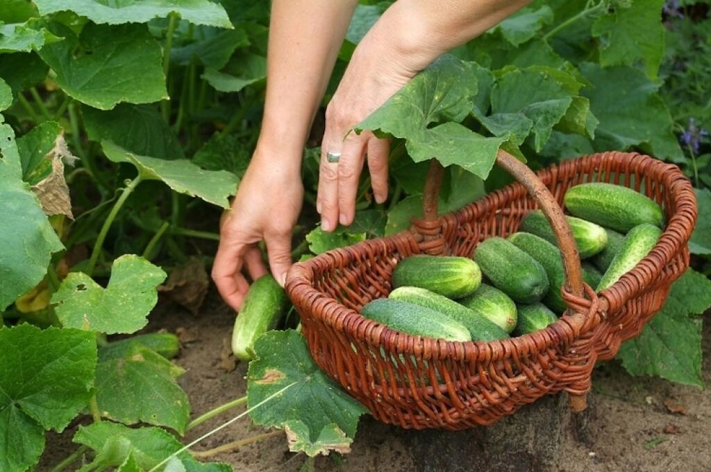 Uhorky nakladačky dorastajú do dĺžky 7 až 9 cm.