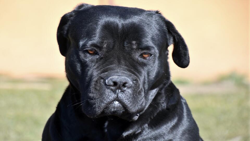 Cane corso.