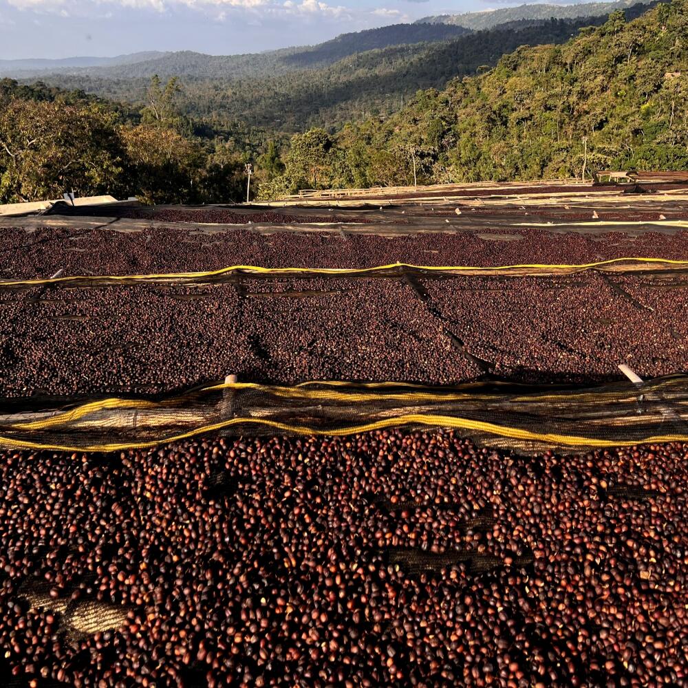 Ethiopian coffee cherries lying to dry in the sun in a drying station on raised bamboo beds. This process is the natural process. Bona Zuria, Sidama, Ethiopia, Africa