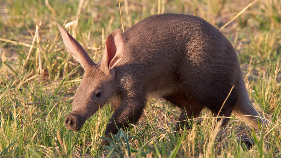 Baby,Aardvark,In,The,Okavango,Delta,,Botswana