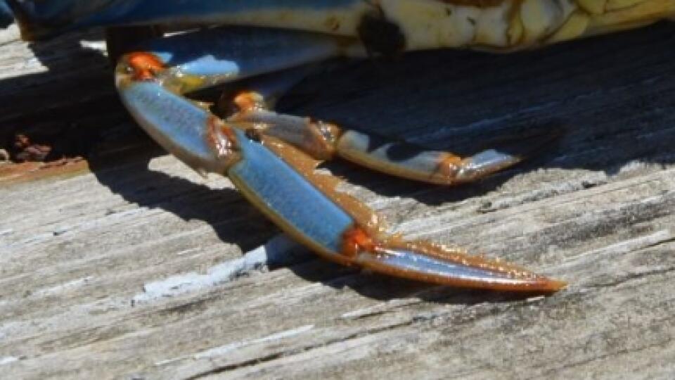 Krab modrý