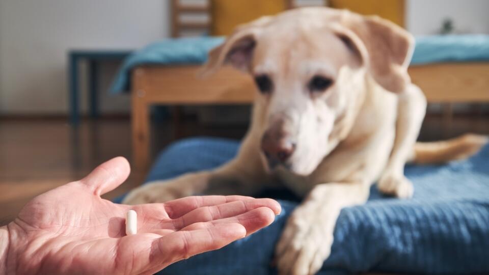 Man,Is,Holding,In,Hand,Pill,For,Ill,Dog.,Pet