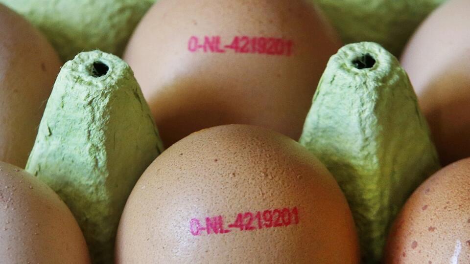 Germany Eggs