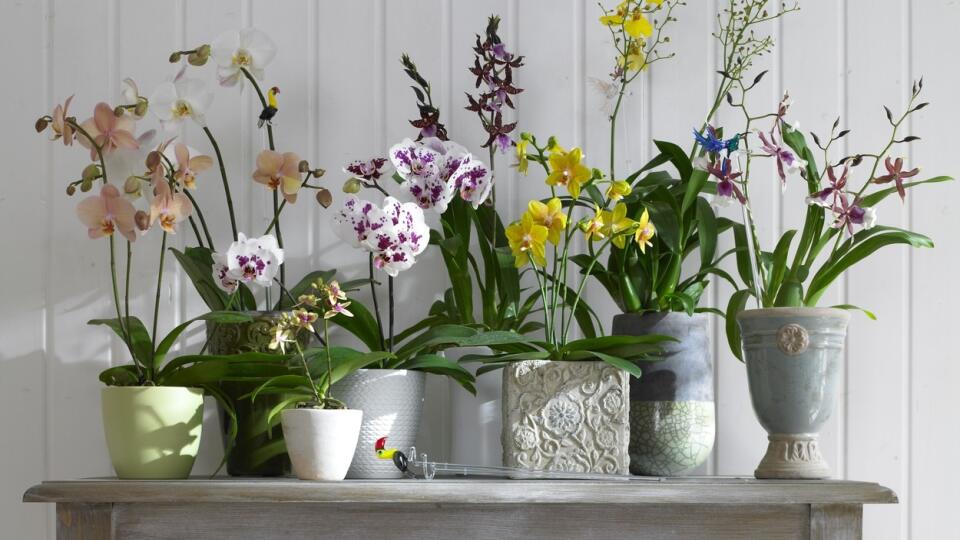 Different types of orchids in flower pots on console, Image: 297581138, License: Rights-managed, Restrictions: MR Release not required; PR Release not required;, Model Release: no, Credit line: Profimedia, Seasons.Agency Home