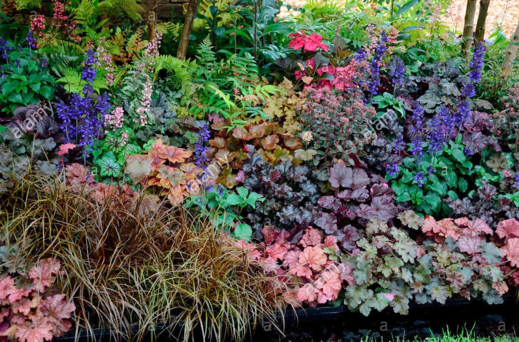 Heuchera