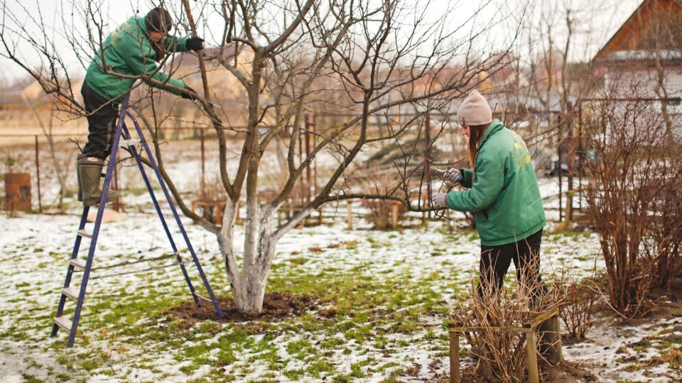 Na Slovensku sú záhrady vo februári ešte stále v zimnom ročnom období. Obrábanie pôdy, zimný rez ovocných stromov, aplikácia nástielky a ochrana citlivých rastlín pred mrazom sú kľúčovými úkonmi.