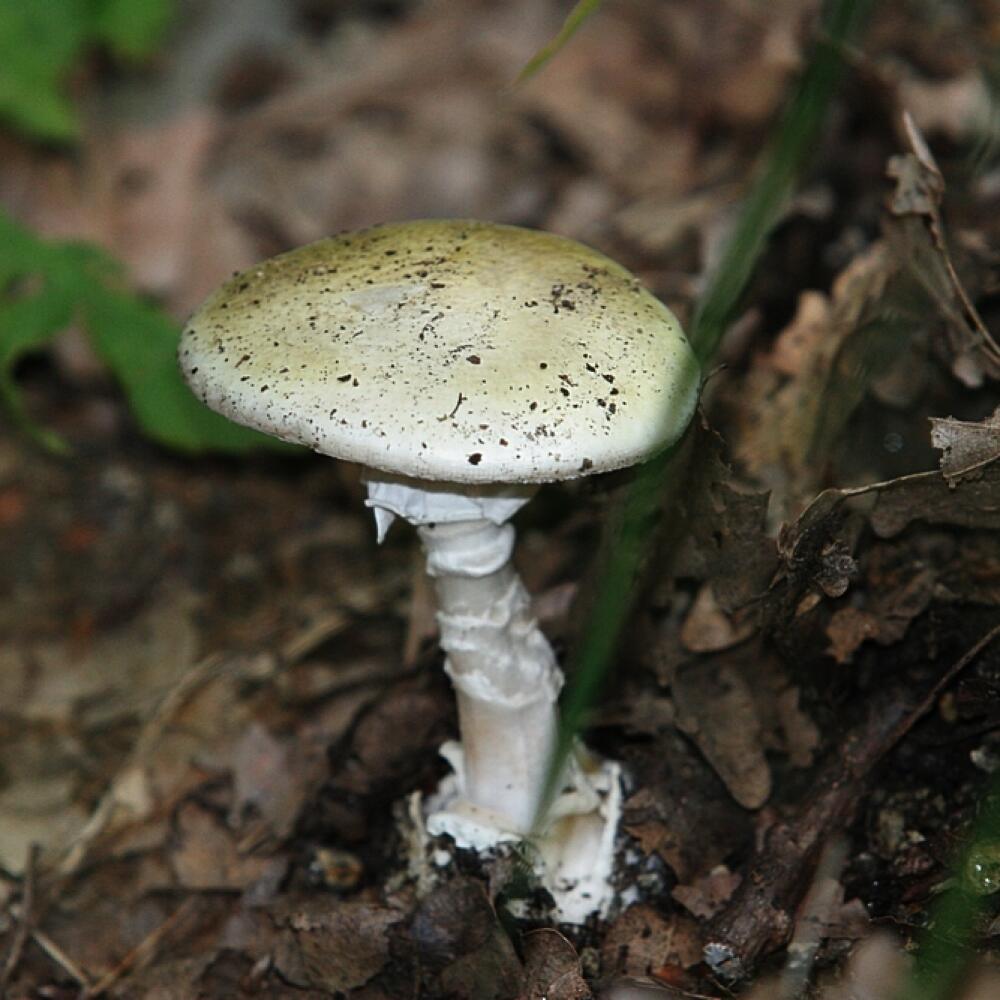Muchotrávku zelenú si mnohí ľudia mýlia s pečiarkou alebo plávkou.
