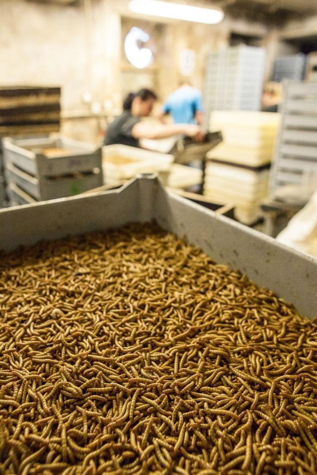 Bývalý zápasník sa dostáva na špičku európskeho chovu hmyzu