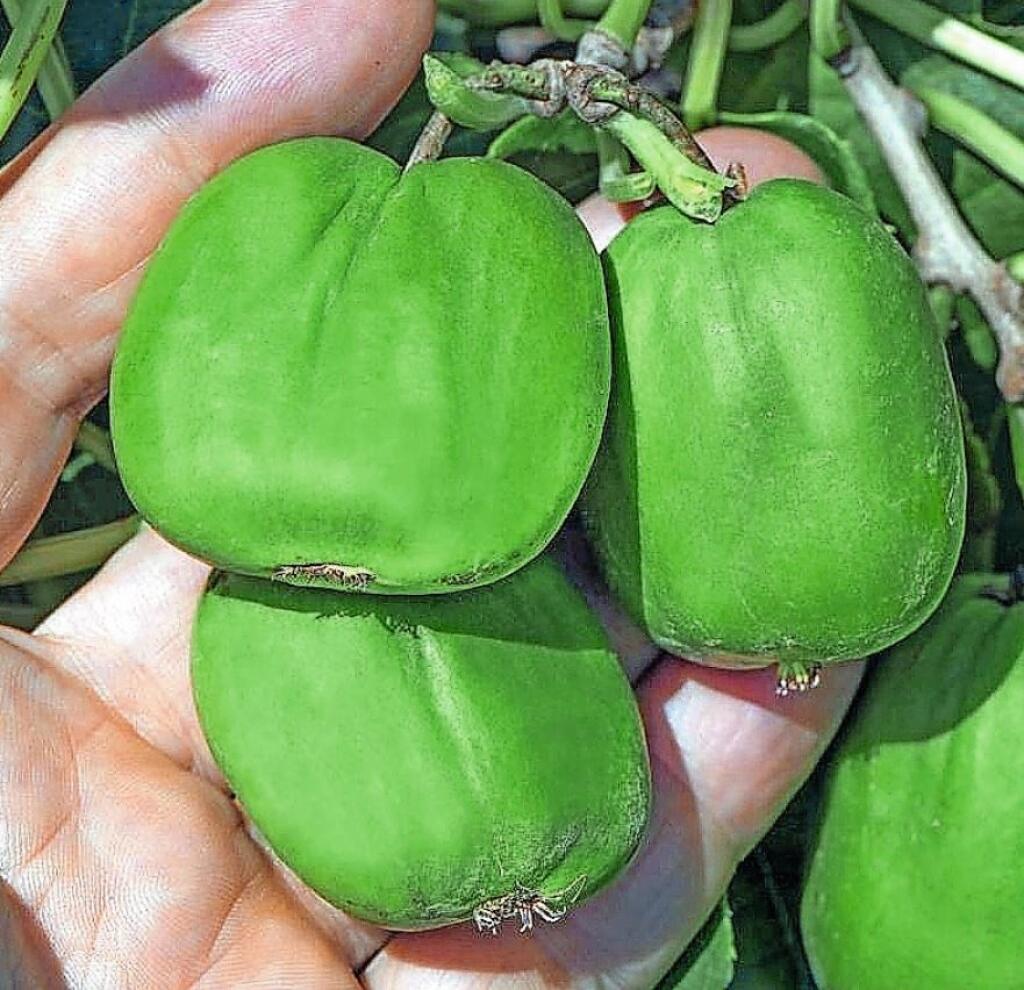 Kivi odroda ‘Chang Bai Giant’