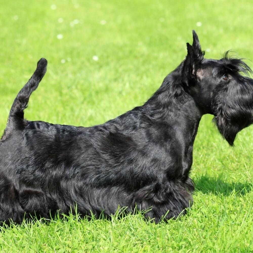 Scottish Terrier