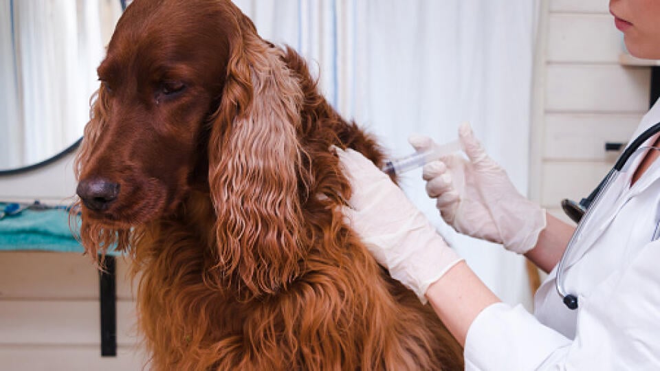 Dog vaccinated by veterinarian