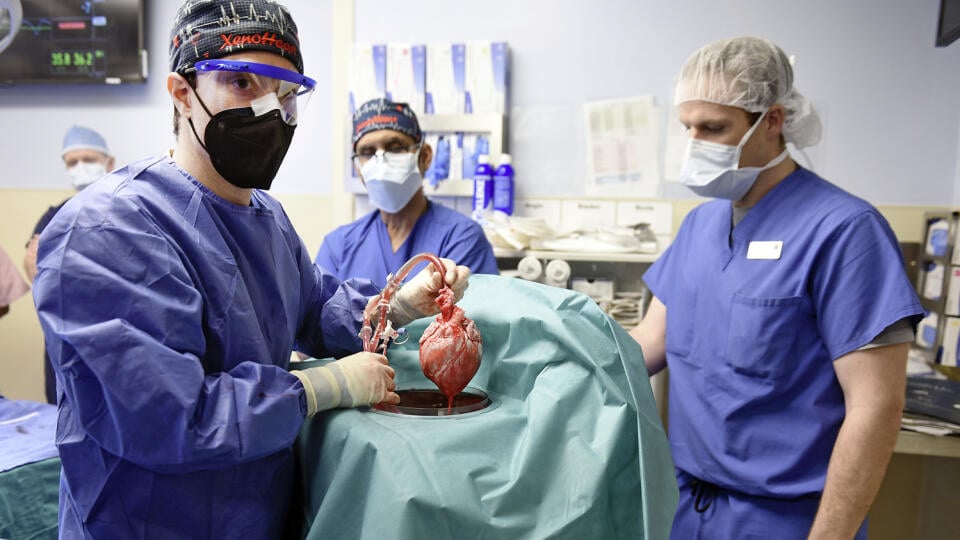 DANS LE HALL Historiquement, la première greffe réussie de cœur de porc humain a été réalisée par des chirurgiens de la faculté de médecine de l'Université du Maryland.