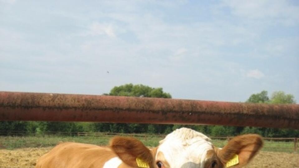 Farmárčenie dáva spotrebiteľom možnosť
kupovať kvalitné domáce výrobky.