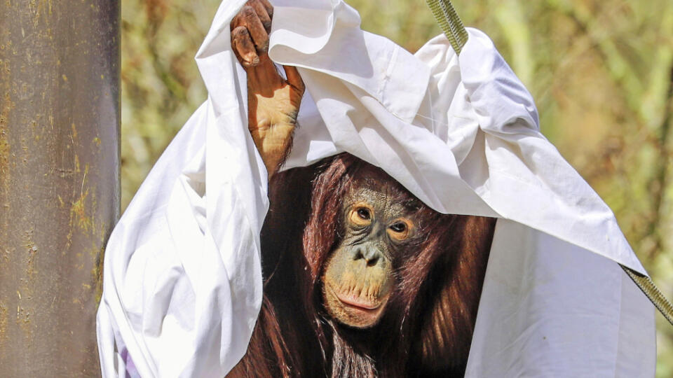 Orangutania samica ukazuje ako sa chrániť pred ostrým slnkom.