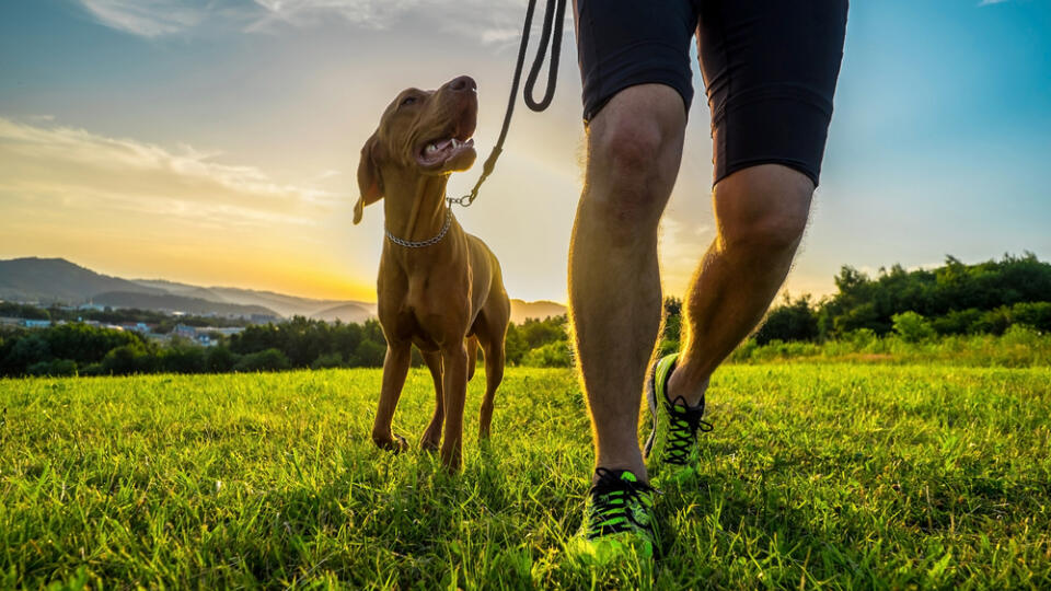 Silhouettes,Of,Runner,And,Dog,On,Field,Under,Golden,Sunset