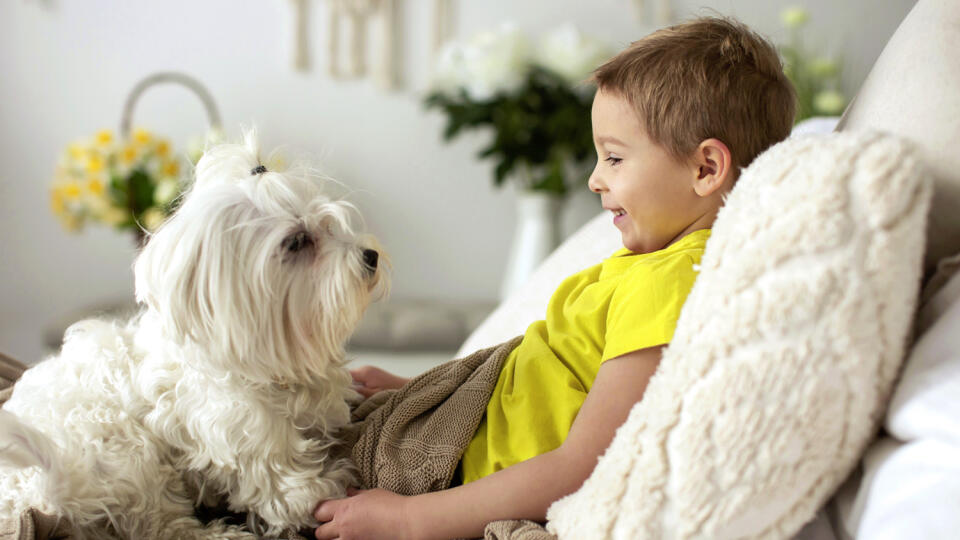 Cute little preschool boy with his pet dog, playing together in bed at home