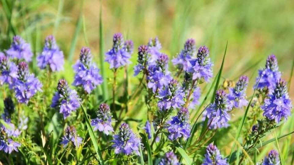 Veronika rakúska (Veronica austriaca)