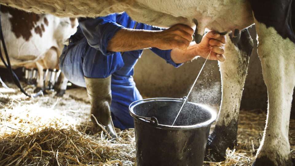 Milking,Cow