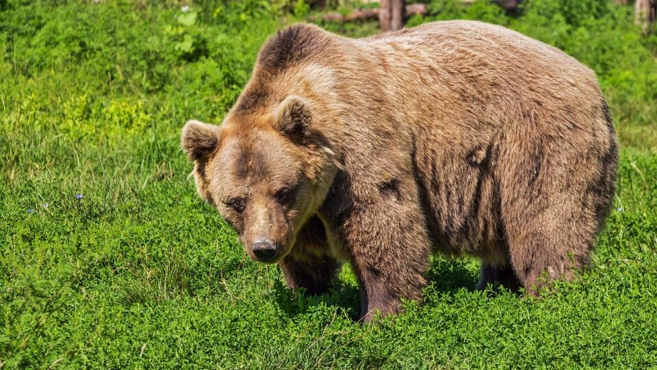 Près de Liptovský Hrádek, il y aurait eu une collision entre un ours et un homme.  Il a subi plusieurs blessures et a été transporté à l'hôpital.  C'est ce qu'a déclaré samedi pour TASR la porte-parole du centre d'opérations du service médical d'urgence de la République slovaque, Alena Krčová.  (Photo d'illustration)