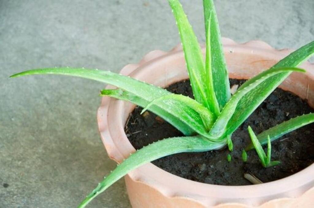 Aloe vera ocenili aj v NASA.