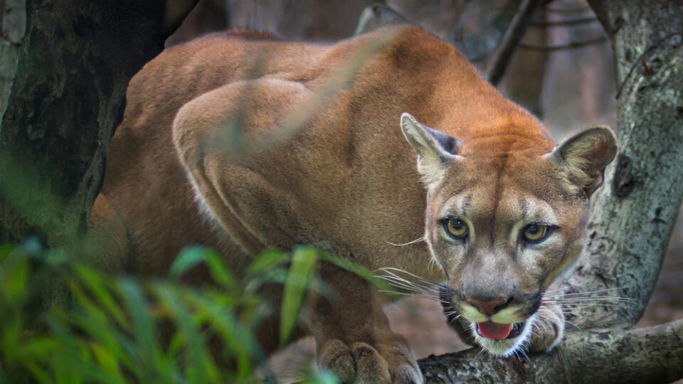 Puma