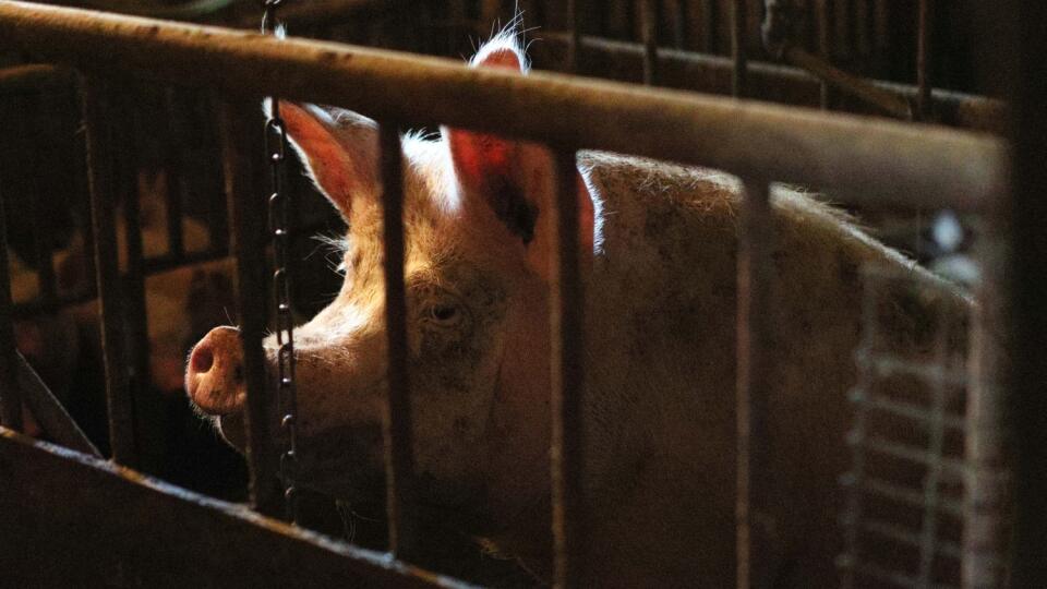 Smrteľný vírus: Pre človeka neškodný, pre prasiatka fatálny. Taký je africký mor ošípaných, ktorý dorazil už aj na Slovensko.